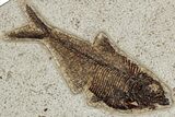 Prepare Your Own Fossil Fish Kit - Knightia or Diplomystus - Photo 4